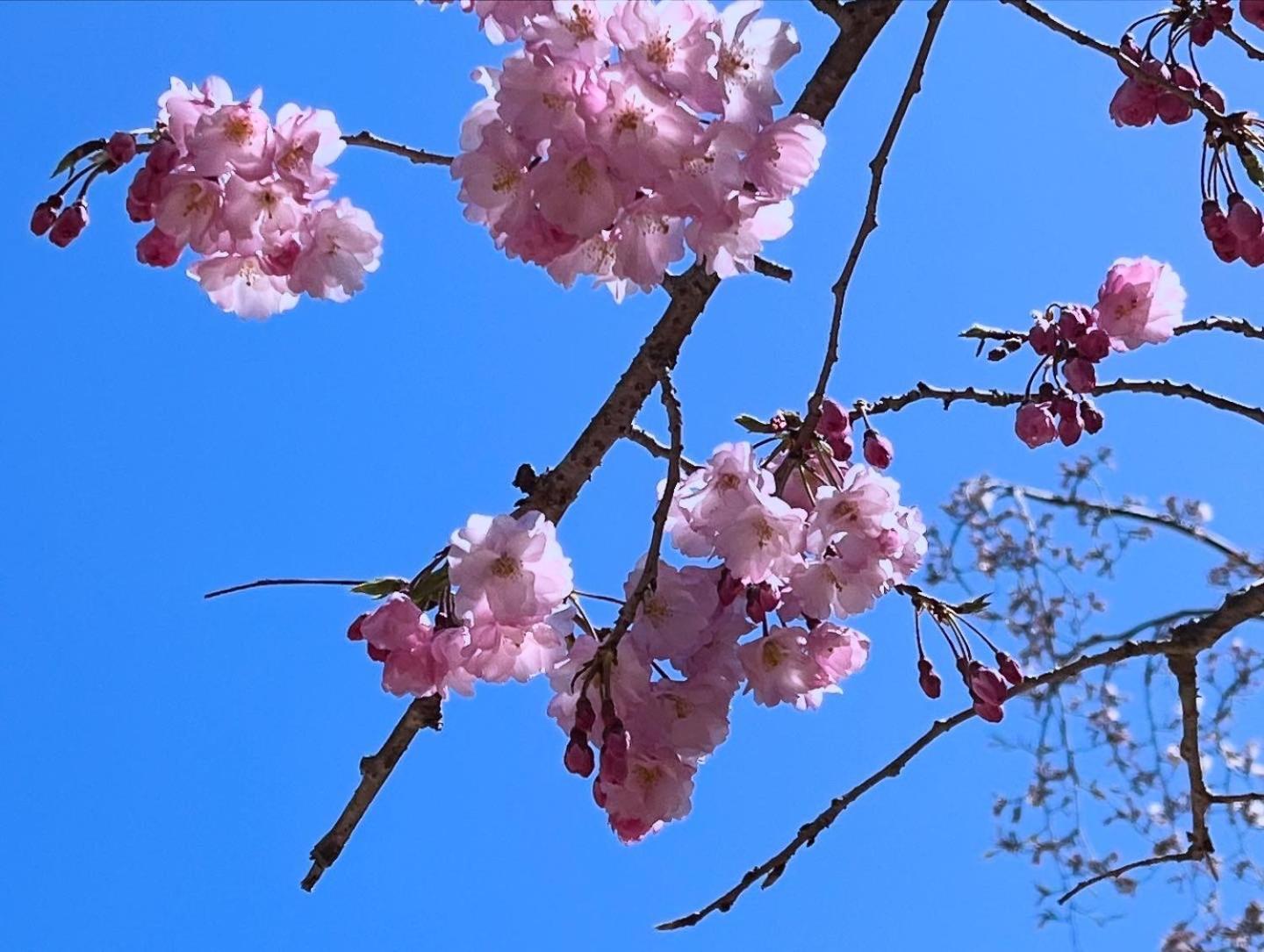 宮島 町家宿 進龍庵 Hatsukaichi Buitenkant foto